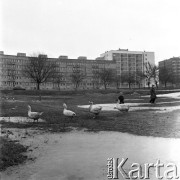 3.02.1969, Warszawa, Polska.
Nowe bloki przy ul. Broniewskiego, na pierwszym planie stadko kaczek.
Fot. Jarosław Tarań, zbiory Ośrodka KARTA [69-317]
 
