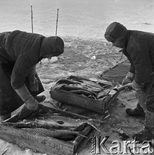 9.01.1969, Giżycko, Polska
Jezioro Dobskie koło Giżycka, połowy pod lodem, szczupaki.
Fot. Jarosław Tarań, zbiory Ośrodka KARTA [69-208]
 
