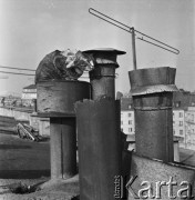 5.03.1969, Warszawa, Polska.
Kot Filip na kominie.
Fot. Jarosław Tarań, zbiory Ośrodka KARTA [69-371]
 
