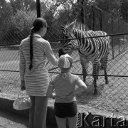 Wrzesień 1969, Warszawa, Polska.
Warszawskie ZOO, zebra na wybiegu.
Fot. Jarosław Tarań, zbiory Ośrodka KARTA [69-427]
 
