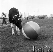 29.05.1970, Warszawa, Polska.
 Cyrk radziecki, krowa grająca w piłkę.
 Fot. Jarosław Tarań, zbiory Ośrodka KARTA [70-9]
   

