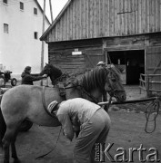 6-7.08.1970, Popielno, Polska
Stadnina tarpanów Polskiej Akademii Nauk.
Fot. Jarosław Tarań, zbiory Ośrodka KARTA [70-148]
 
