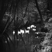 1.08.1970, Polska
 Rzeka wśród drzew, pływające kaczki.
 Fot. Jarosław Tarań, zbiory Ośrodka KARTA [70-226]
   

