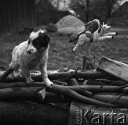 Październik 1970, Krzyżka k/Ostojowa, Kieleckie woj., Polska
 Pies i rzeźba Adama Zegadło.
 Fot. Jarosław Tarań, zbiory Ośrodka KARTA [70-247]
   
