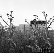 15.07.1970, Warszawa, Polska.
Budowa nowego osiedla Sady II.
Fot. Jarosław Tarań, zbiory Ośrodka KARTA [70-296]
 
