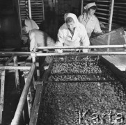 7.07.1970, Polska
Chłodnie C.S.O., mycie truskawek.
Fot. Jarosław Tarań, zbiory Ośrodka KARTA [70-280]
 

