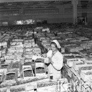 7.07.1970, Polska
Chłodnie C.S.O., zbiory truskawek w magazynie.
Fot. Jarosław Tarań, zbiory Ośrodka KARTA [70-279]
 
