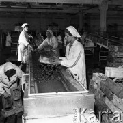 7.07.1970, Polska
Chłodnie C.S.O., zbiory truskawek, kobiety przy taśmie.
Fot. Jarosław Tarań, zbiory Ośrodka KARTA [70-280]
 
