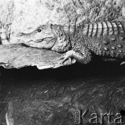 Lipiec 1971, Polska
 Herpetarium profesora Bielawskiego, prywatne zoo.
 Fot. Jarosław Tarań, zbiory Ośrodka KARTA [71-58]
   
