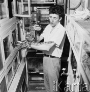 Lipiec 1971, Polska
 Herpetarium profesora Bielawskiego, prywatne zoo.
 Fot. Jarosław Tarań, zbiory Ośrodka KARTA [71-57]
   
