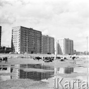 14.09.1971, Warszawa, Polska.
 Osiedle Czerniakowska na wysokości ulicy Chełmskiej (wschodnia część ul. Czerniakowskiej), krowy pasące się koło bloków.
 Fot. Jarosław Tarań, zbiory Ośrodka KARTA [71-44]
   
