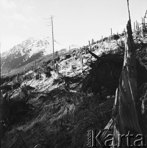 Listopad 1971, Zakopane, Polska
 Droga do Morskiego Oka po huraganie.
 Fot. Jarosław Tarań, zbiory Ośrodka KARTA [71-49]
   

