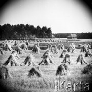 Lipiec 1971, Podlasie, Polska
 Żniwa, snopki zboża na polu.
 Fot. Jarosław Tarań, zbiory Ośrodka KARTA [71-25]
   
