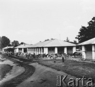 26.07.1971, Janów Podlaski, Polska
 Stadnina koni krwi arabskiej w Janowie Podlaskim.
 Fot. Jarosław Tarań, zbiory Ośrodka KARTA [71-72]
   
