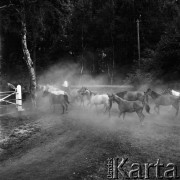 26.07.1971, Janów Podlaski, Polska
Stadnina koni krwi arabskiej w Janowie Podlaskim.
Fot. Jarosław Tarań, zbiory Ośrodka KARTA [71-71]
 
