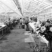 Listopad 1971,Warszawa, Polska.
 Mysiadło - wystawa chryzantem z tutejszych szklarni.
 Fot. Jarosław Tarań, zbiory Ośrodka KARTA [71-87]
   
