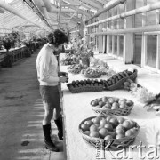 Listopad 1971,Warszawa, Polska.
 Mysiadło - wystawa plonów warzyw i kwiatów z tutejszych szklarni.
 Fot. Jarosław Tarań, zbiory Ośrodka KARTA [71-87]
   
