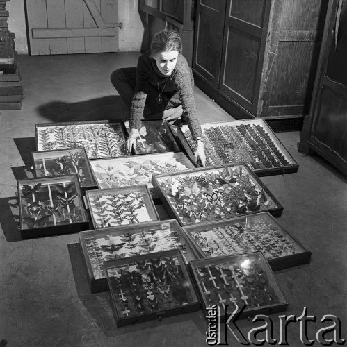 7.01.1971, Jelenia Góra Cieplice, Polska
 Zbiory entomologiczne w muzeum.
 Fot. Jarosław Tarań, zbiory Ośrodka KARTA [71-94]
   
