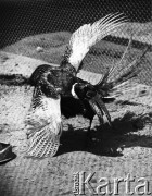 Maj 1971, Polska
Bażant w klatce.
Fot. Jarosław Tarań, zbiory Ośrodka KARTA [71-138]
 
