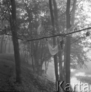 6.08.1972, Łowisko n/Bugiem, Polska
 Las o świcie.
 Fot. Jarosław Tarań, zbiory Ośrodka KARTA [72-145]
   
