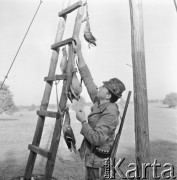 6.08.1972, Łowisko n/Bugiem, Polska
 Polowanie na kaczki, myśliwy i upolowane ptaki.
 Fot. Jarosław Tarań, zbiory Ośrodka KARTA [72-145]
   
