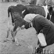 10.03.1972, Piaski, woj. Lublin, Polska
 Na jarmarku, kobieta oglądająca krowę.
 Fot. Jarosław Tarań, zbiory Ośrodka KARTA [72-148]
   
