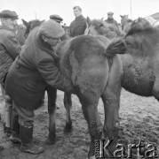 10.03.1972, Piaski, woj. Lublin, Polska
 Rolnicy na jarmarku.
 Fot. Jarosław Tarań, zbiory Ośrodka KARTA [72-188]
   
