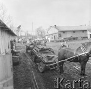 10.03.1972, Piaski, woj. Lublin, Polska
Punkt skupu żywca.
Fot. Jarosław Tarań, zbiory Ośrodka KARTA [72-214]
 
