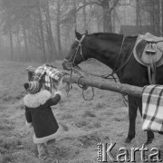 24.10.1972, Podkowa Leśna, Polska
Ośrodek Jeździecki PTTK, dziecko i koń.
Fot. Jarosław Tarań, zbiory Ośrodka KARTA [72-213]
 
