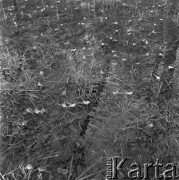 28.03.1973, Polska
Leśne żaby.
Fot. Jarosław Tarań, zbiory Ośrodka KARTA [73-89]
 
