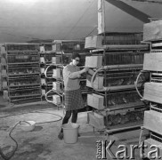 21.12.1973, Polska.
 Ferma przepiórek.
 Fot. Jarosław Tarań, zbiory Ośrodka KARTA [73-67]
   
