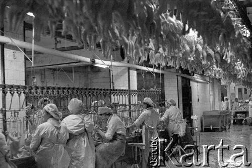 1973, Płock, Polska
Rzeźnia drobiu, linia produkcyjna.
Fot. Jarosław Tarań, zbiory Ośrodka KARTA [73-194]
 
