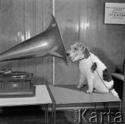 5.01.1973, Warszawa, Polska.
 Muzeum Techniki, ekspozycja gramofonów - pies siedzący przed tubą.
 Fot. Jarosław Tarań, zbiory Ośrodka KARTA [73-146]
   
