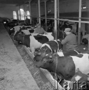 5.03.1974, Polska
Młode byczki w oborze.
Fot. Jarosław Tarań, zbiory Ośrodka KARTA [74-30]
 
