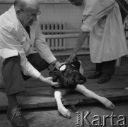 14.05.1974, Polska
Cielę o dwóch głowach.
Fot. Jarosław Tarań, zbiory Ośrodka KARTA [74-40]
 
