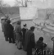 10.03.1974, Warszawa, Polska.
Ogród Zoologiczny, wybieg pawianów.
Fot. Jarosław Tarań, zbiory Ośrodka KARTA [74-11]
 
