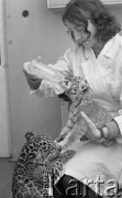 28.11.1974, Warszawa, Polska.
 Ogród Zoologiczny, tygrysek i lampart.
 Fot. Jarosław Tarań, zbiory Ośrodka KARTA [74-12]
   
