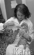 28.11.1974, Warszawa, Polska.
Ogród Zoologiczny, karmienie tygryska i lamparta.
Fot. Jarosław Tarań, zbiory Ośrodka KARTA [74-12]
 
