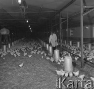 24.06.1974, okolice Płocka, Polska
 Kurza ferma.
 Fot. Jarosław Tarań, zbiory Ośrodka KARTA [74-197]
   
