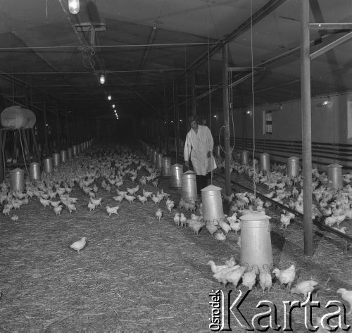 24.06.1974, okolice Płocka, Polska
 Kurza ferma.
 Fot. Jarosław Tarań, zbiory Ośrodka KARTA [74-197]
   
