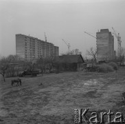 7.02.1974, Warszawa, Polska.
Osiedle Piaski w budowie, pasący się koń.
Fot. Jarosław Tarań, zbiory Ośrodka KARTA [74-245]
 
