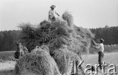 1.08.1975, Polska
Żniwa, zboże na wozie.
Fot. Jarosław Tarań, zbiory Ośrodka KARTA [75-161]
 
