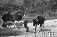 20.05.1975, Stary Sącz, Polska
Dzień targowy, mężczyzna prowadzący owce i chłopiec z byczkiem.
Fot. Jarosław Tarań, zbiory Ośrodka KARTA [75-299]
 
