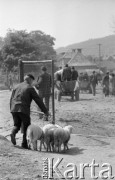 20.05.1975, Stary Sącz, Polska
Dzień targowy, mężczyzna prowadzący owce.
Fot. Jarosław Tarań, zbiory Ośrodka KARTA [75-299]
 
