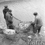 5.04.1976, Gosławice k/Konina, Polska
Państwowe Gospodarstwo Rybackie, odłowy ryb.
Fot. Jarosław Tarań, zbiory Ośrodka KARTA [76-225]


