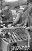 7.05.1976, Ryki, woj. Lublin, Polska
Państwowe Gospodarstwo Rybackie, szczepienia ochronne karpia.
Fot. Jarosław Tarań, zbiory Ośrodka KARTA [76-239]

