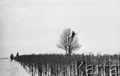18.01.1976, Polska
Odławianie żywych zajęcy, stanowisko na drzewie.
Fot. Jarosław Tarań, zbiory Ośrodka KARTA [76-195]

