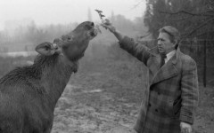 12.11.1976, Wrocław, Polska.
Antoni Gucwiński karmi łosia na wybiegu.
Fot. Jarosław Tarań, zbiory Ośrodka KARTA [76-29]

