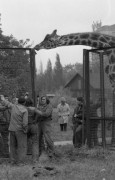 2.10.1976, Warszawa, Polska.
Ogród zoologiczny, transport żyrafy.
Fot. Jarosław Tarań, zbiory Ośrodka KARTA [76-30]

