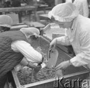 22.03.1977, Góra Kalwaria, Polska
Pracownice Zakładów Przetwórstwa Owocowego 